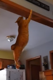 Cat_Funnily_Hangs .png